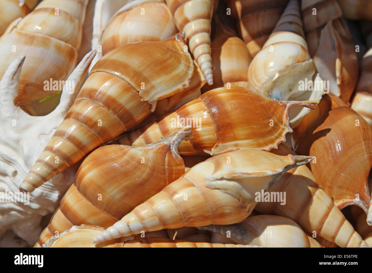 viele schöne Muscheln zum Verkauf auf dem Markt in der Nähe von Meer Stockfoto