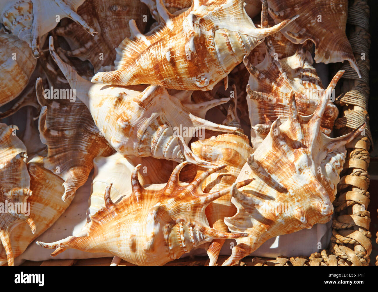 Sammlung von schönen Muscheln gesammelt im Meer für Sammler Stockfoto