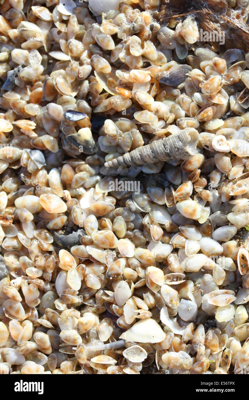 Hintergrund winzige Telline Muscheln am Strand und eine große Stockfoto
