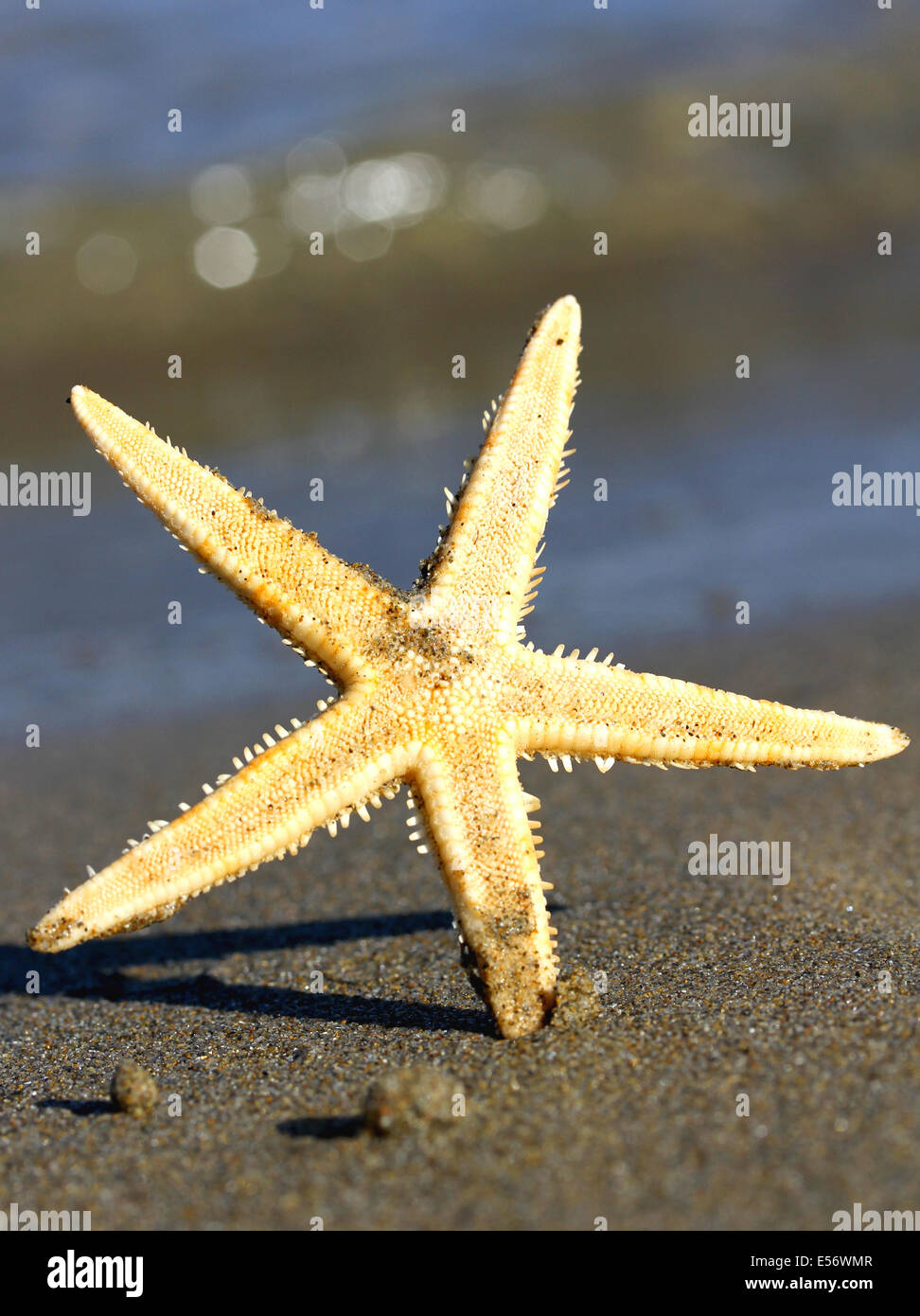 schöne und riesige Sea Star Ocean Beach mit Makro-Objektiv fotografiert Stockfoto