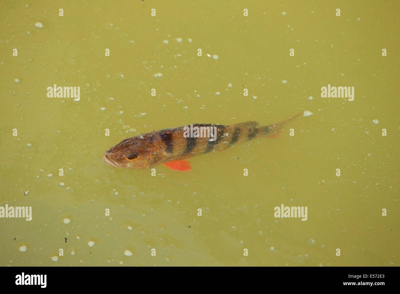 Europäische Barsch (Percha Fluviatilis) Stockfoto