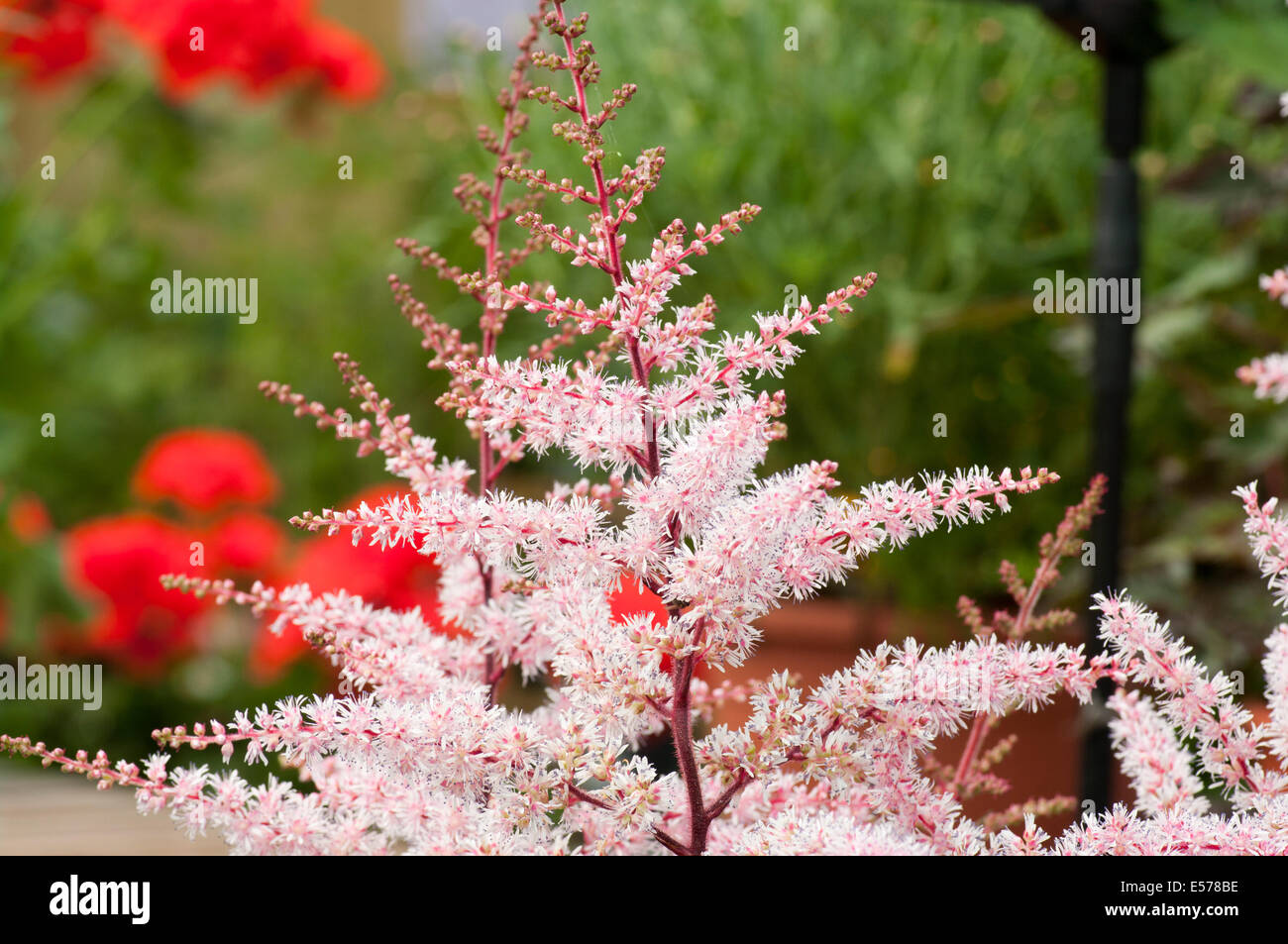 Astilbe Delft Spitze allgemein bekannt als falsche Ziegen Bart und falsche spirea Stockfoto