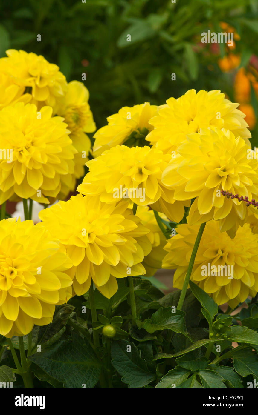 Dahlien Dahlien Stockfotos und bilder Kaufen Alamy