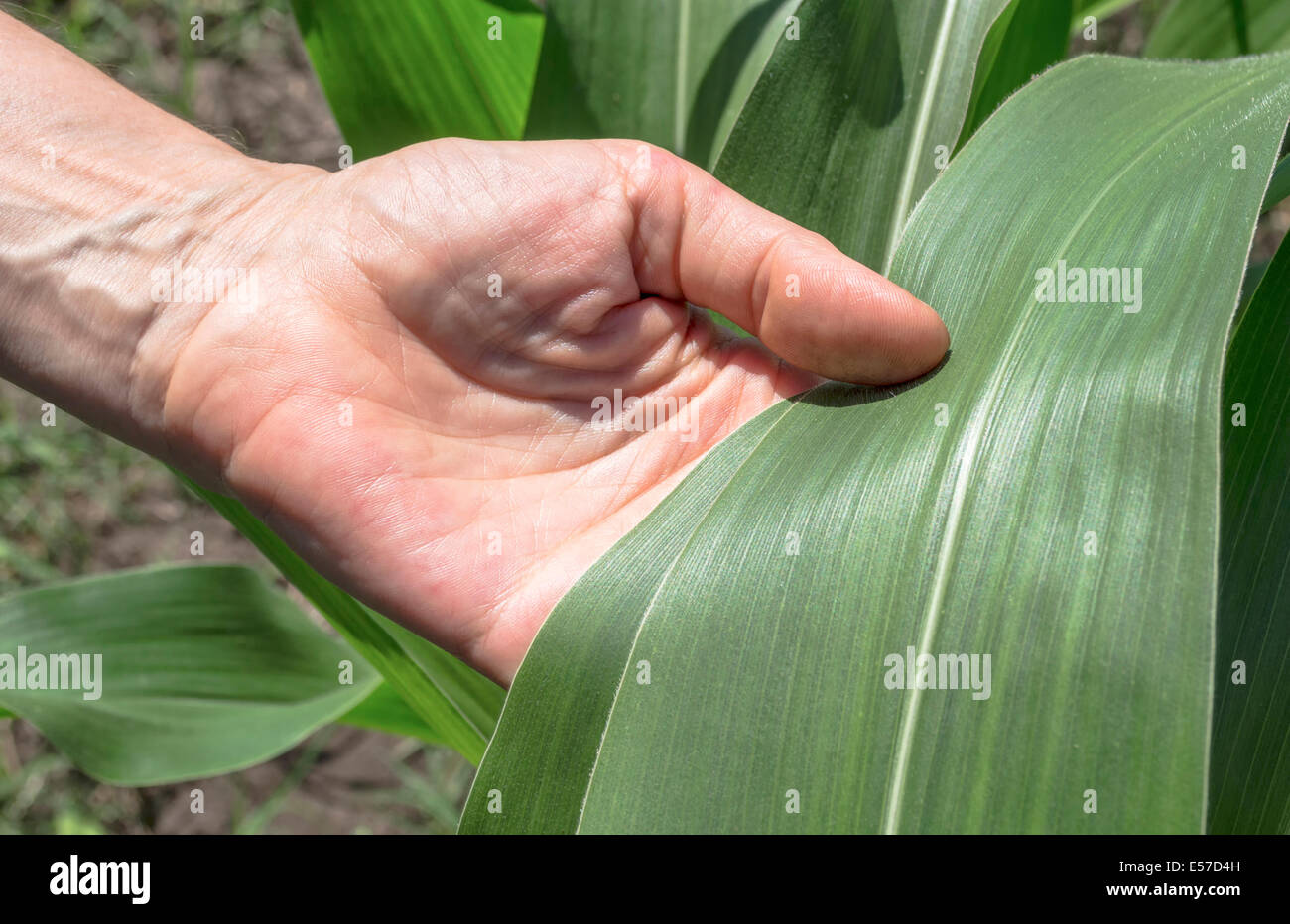 Prüfung Mais Blatt. Landwirtschaft ländliche Szene. Stockfoto