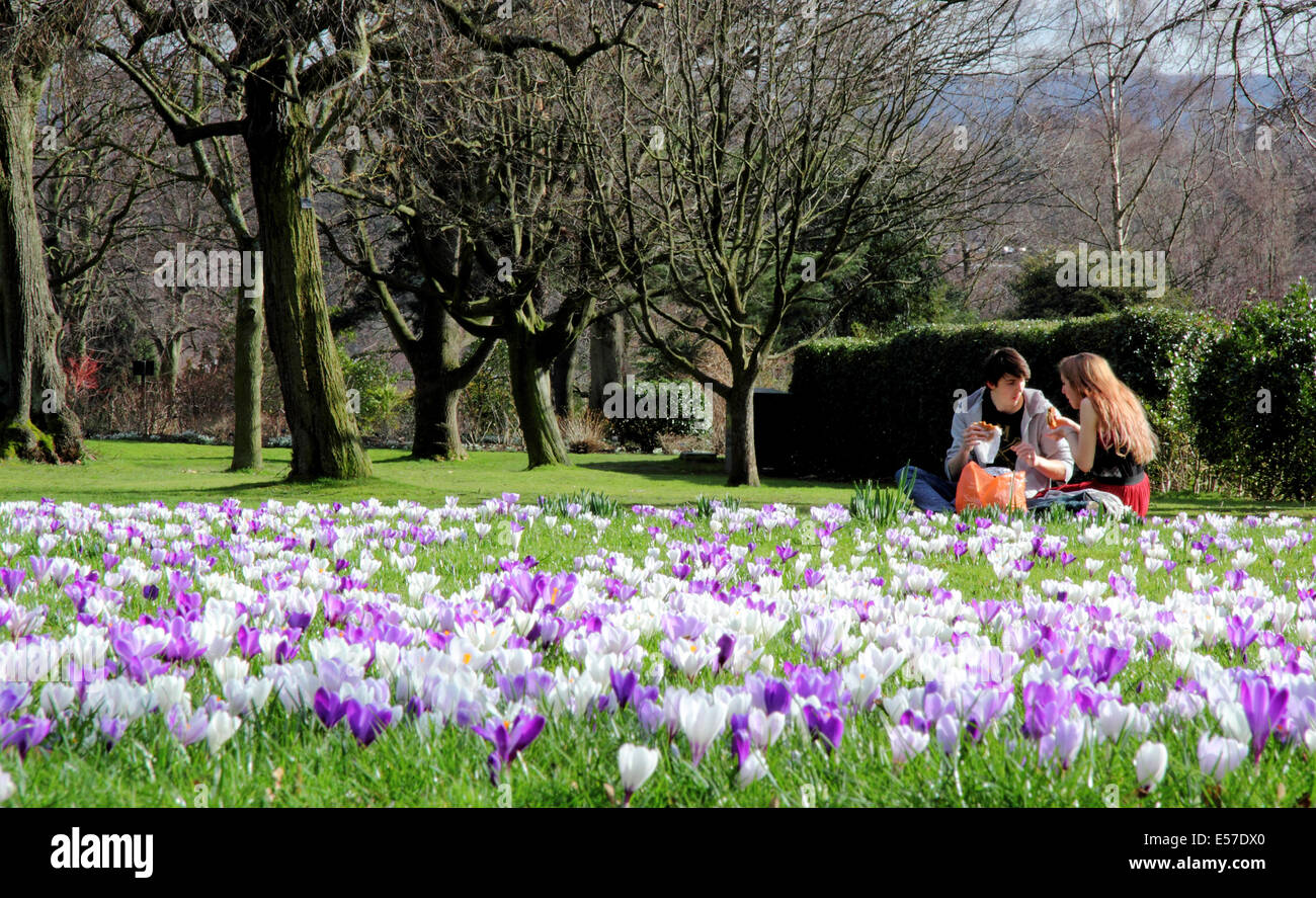 Ein junges Paar genießen Sie ein Picknick unter Krokusse in Sheffield Botanical Gardens an einem feinen Frühlingstag, Sheffield, South Yorkshire, Großbritannien Stockfoto