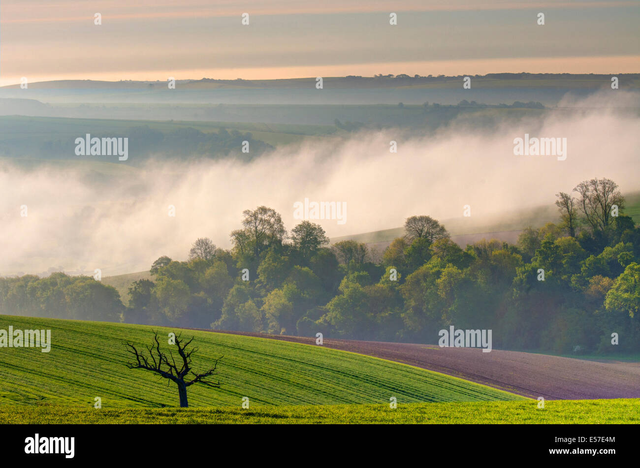 Frühen Morgennebel auf South Downs National Park, Sussex, England Stockfoto