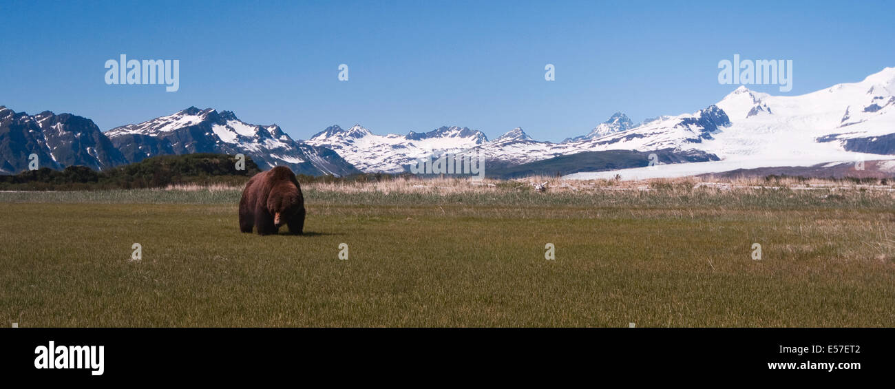 Panoramablick über einen Grizzlie Bären in Alaska Stockfoto