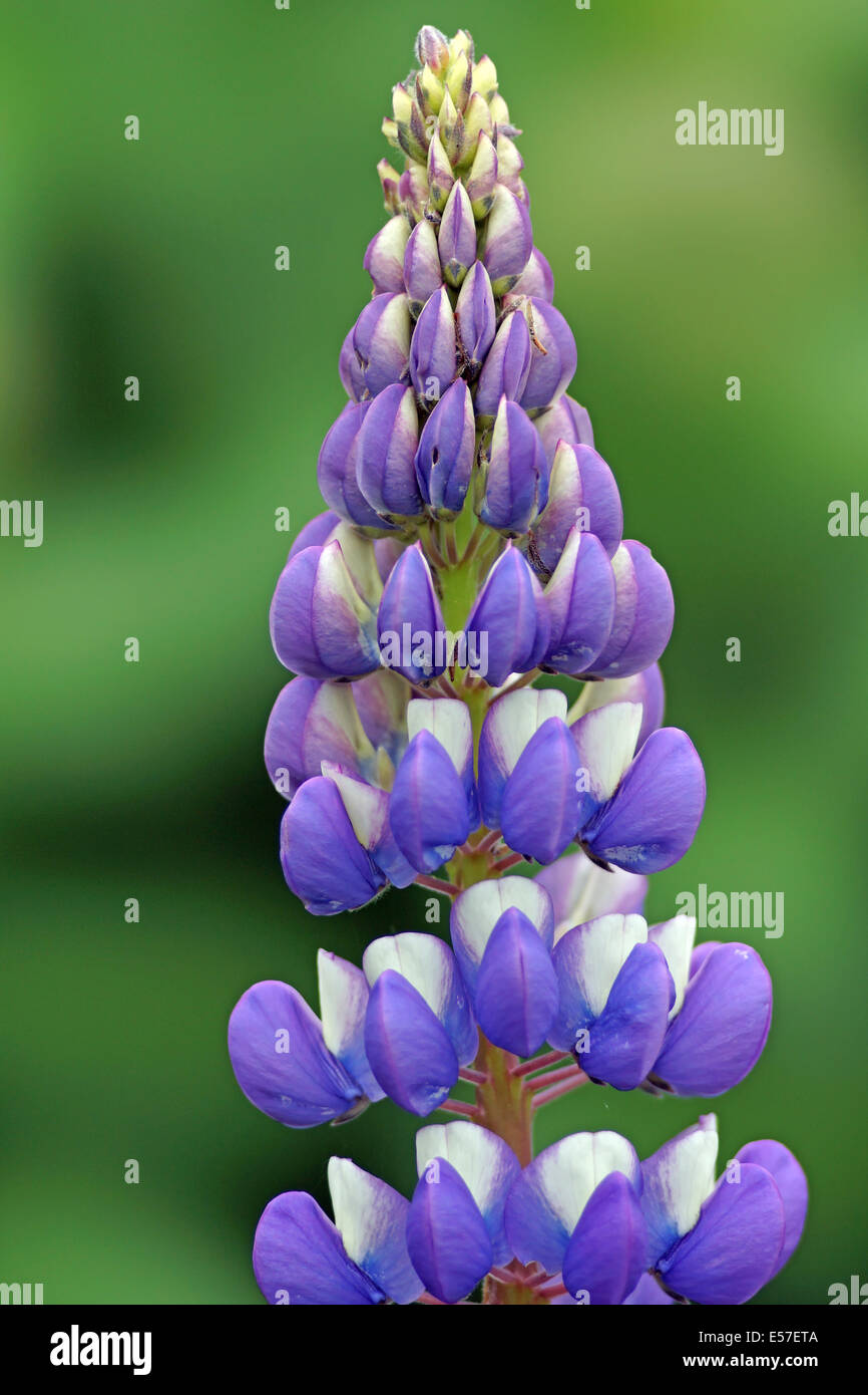 Lupine Blüte mit Fokus Hintergrund. Stockfoto