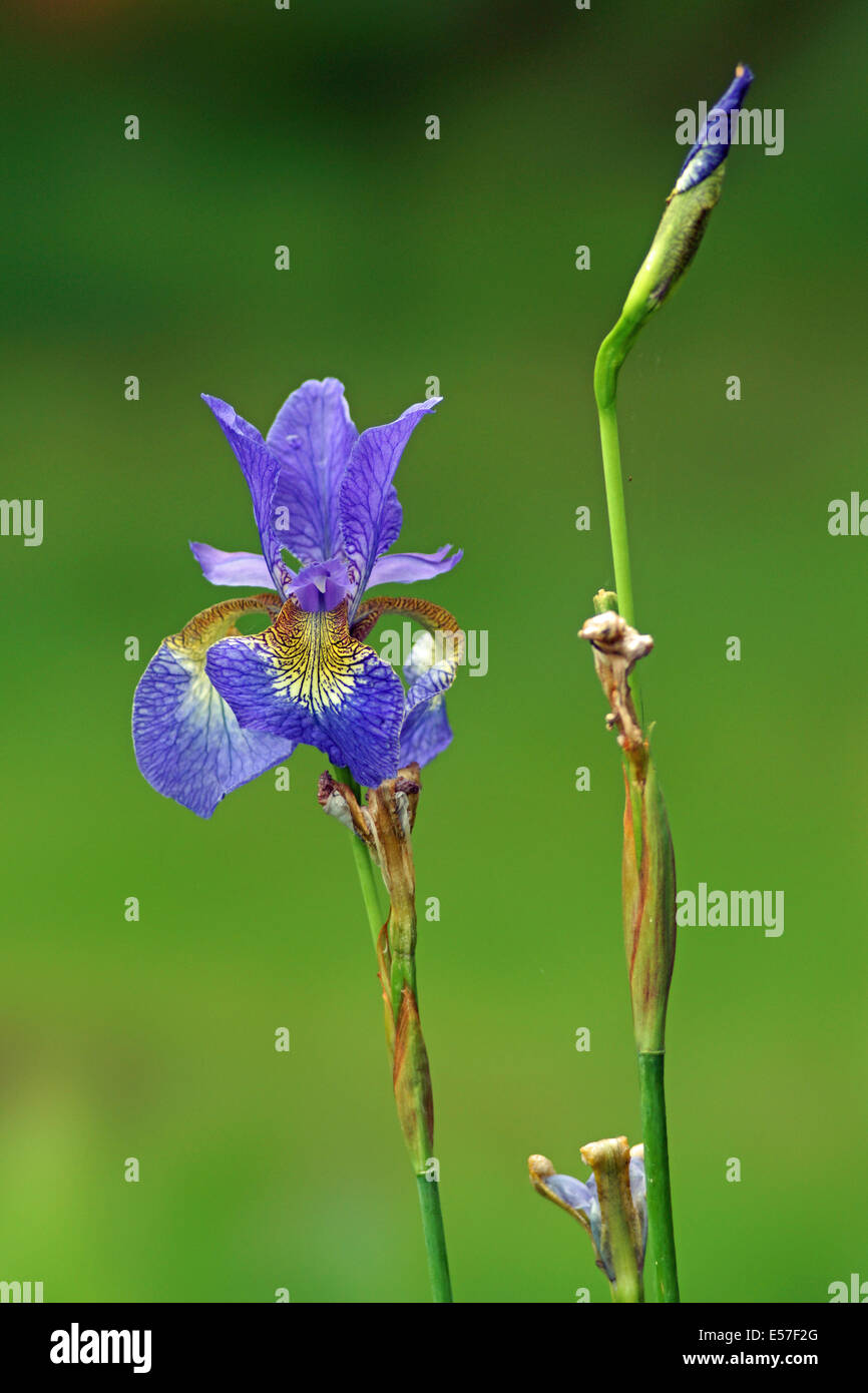 Blaue Iris in Dorset UK Garten mit Fokus Hintergrund. Stockfoto