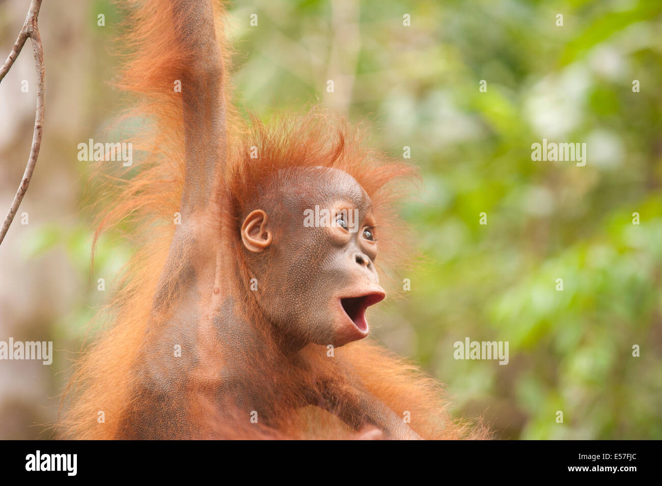 Ein Baby Orang-Utan lächelnd mit Freude Stockfoto