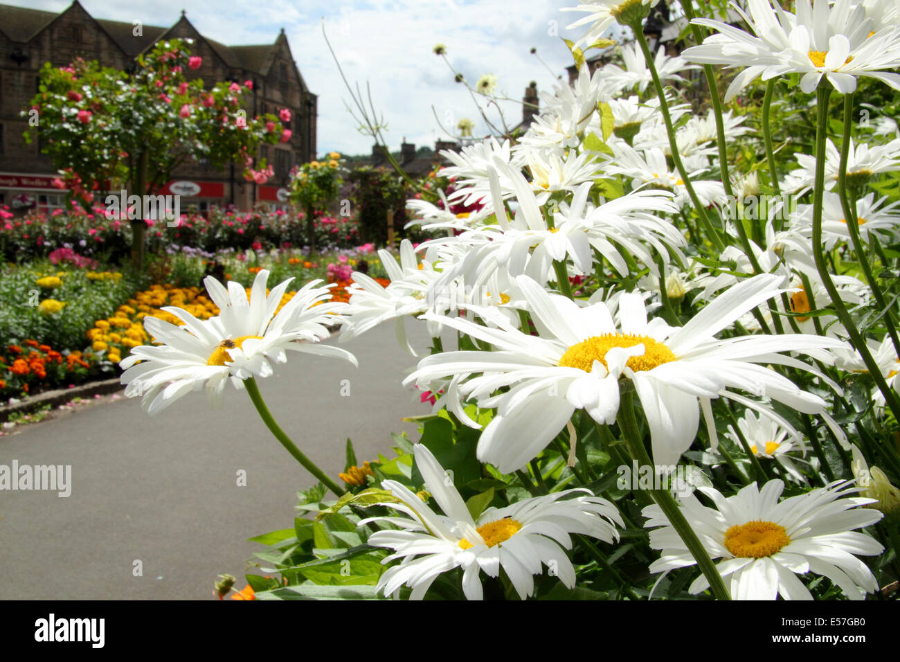 Gänseblümchen schmücken Blumenbeete in den Grenzen des Bad-Gärten im Stadtzentrum Bakewell, Peak District, Derbyshire, UK Stockfoto