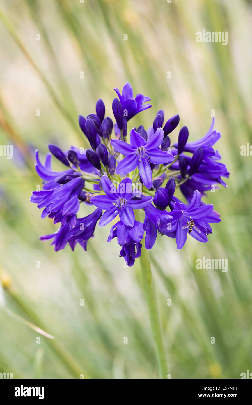 Agapanthus "Taw Tal". Stockfoto