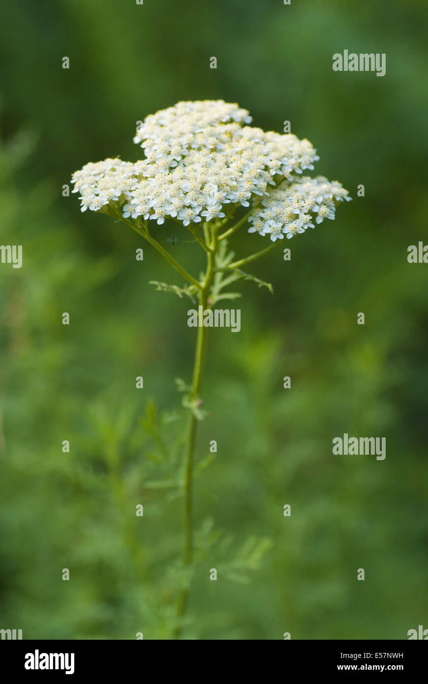 edle Schafgarbe, Achillea nobilis Stockfoto