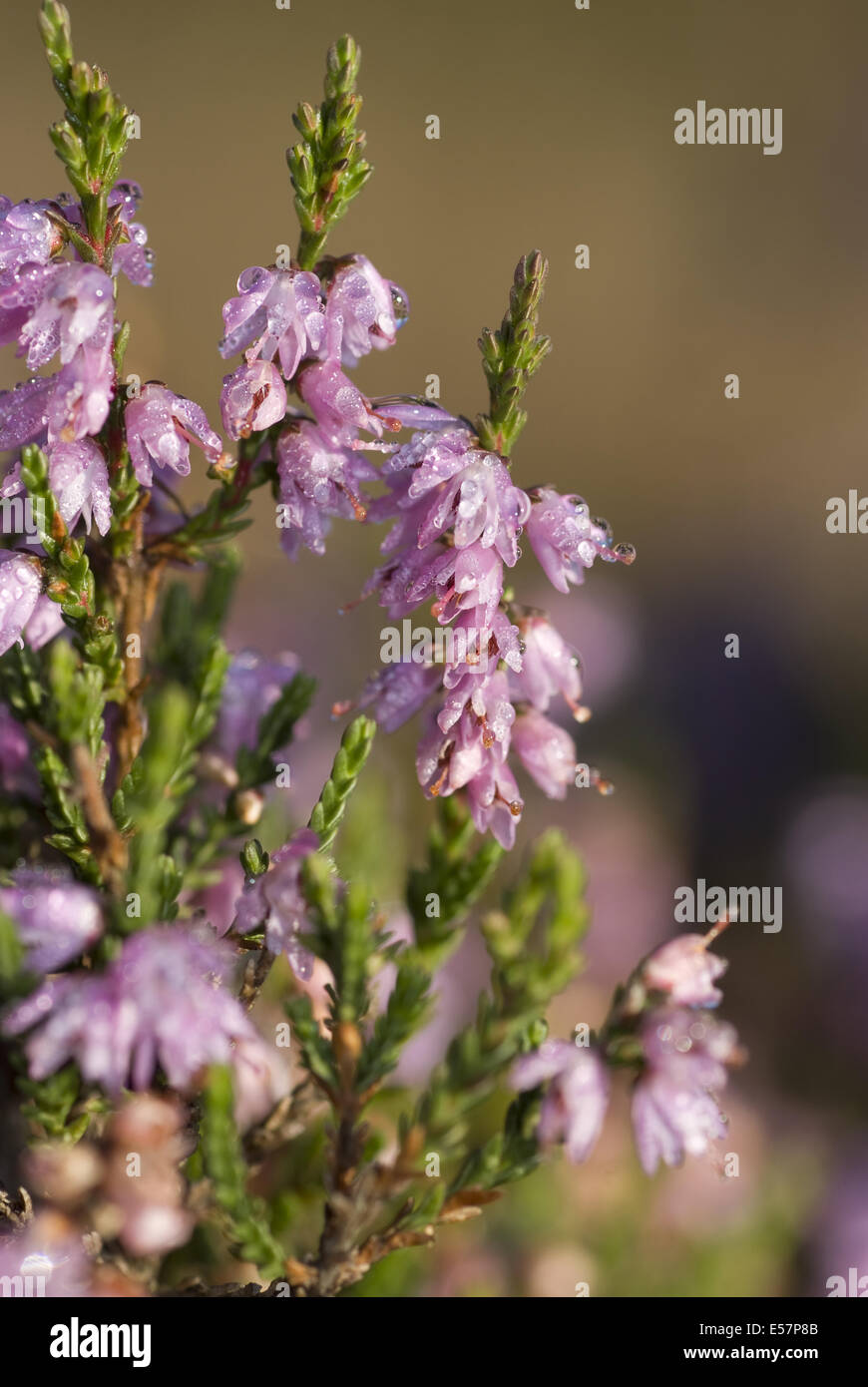 gemeinsamen Heather, Calluna vulgaris Stockfoto