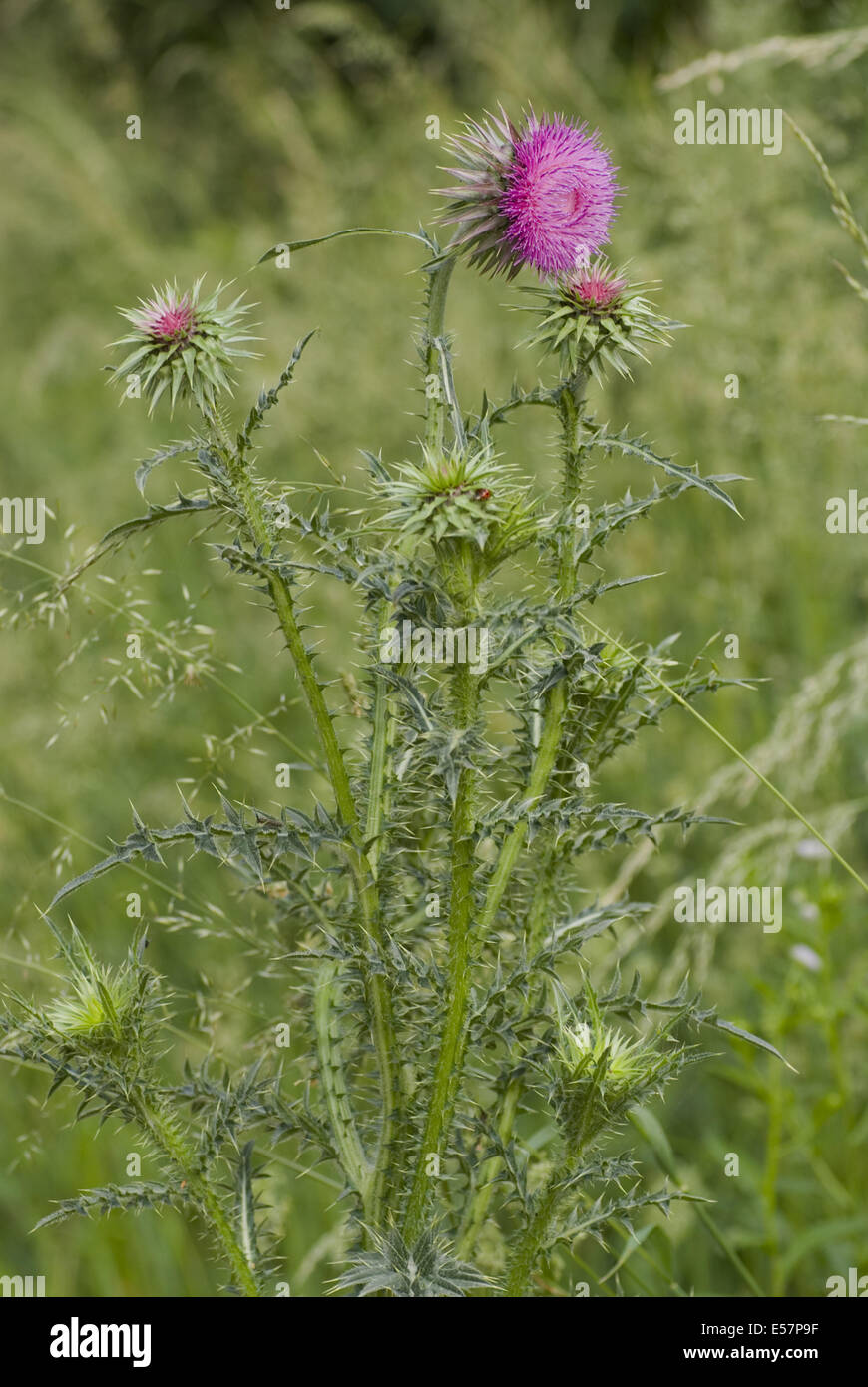 nickenden Distel, Blütenstandsboden Nutans SSP nutans Stockfoto