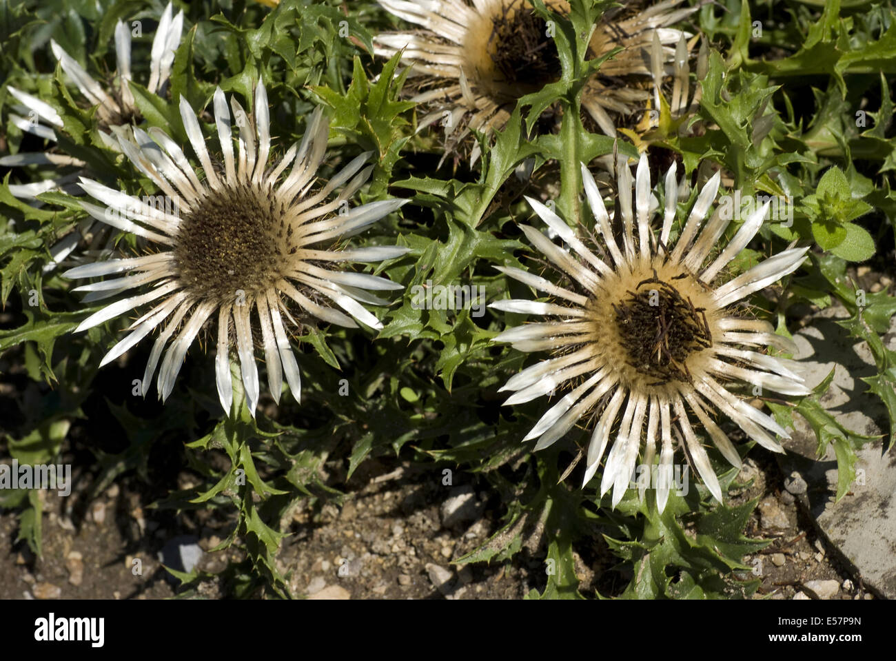 Silberdistel, Carlina Acaulis SSP. caulescens Stockfoto