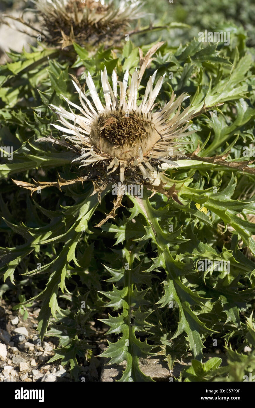 Silberdistel, Carlina Acaulis SSP. caulescens Stockfoto