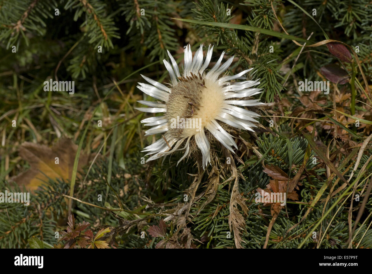 Silberdistel, Carlina acaulis Stockfoto