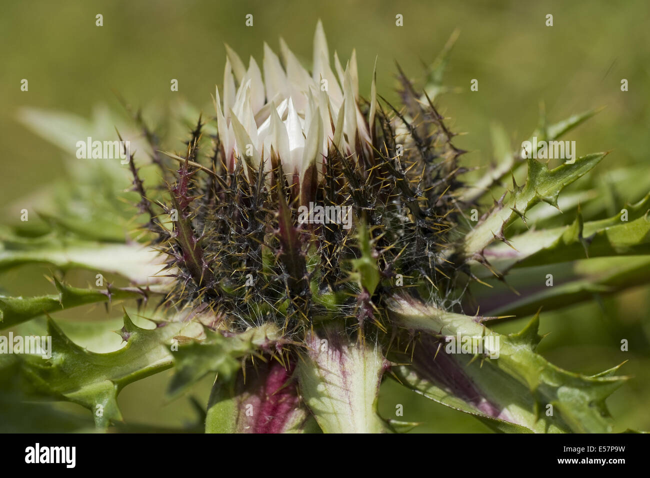Silberdistel, Carlina Acaulis SSP. caulescens Stockfoto
