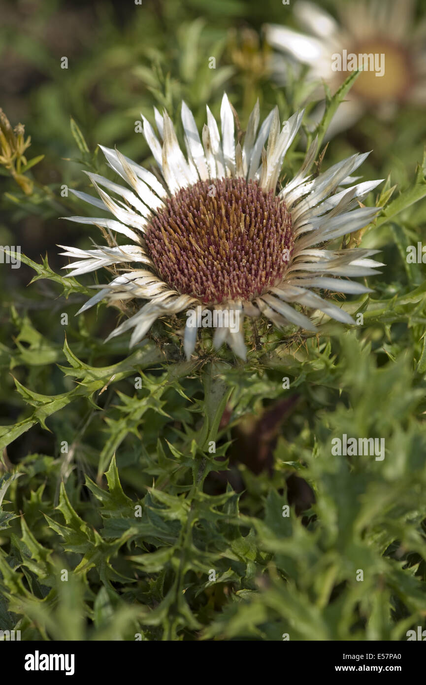 gemeinsamen Silberdistel Carlina Acaulis SSP. acaulis Stockfoto