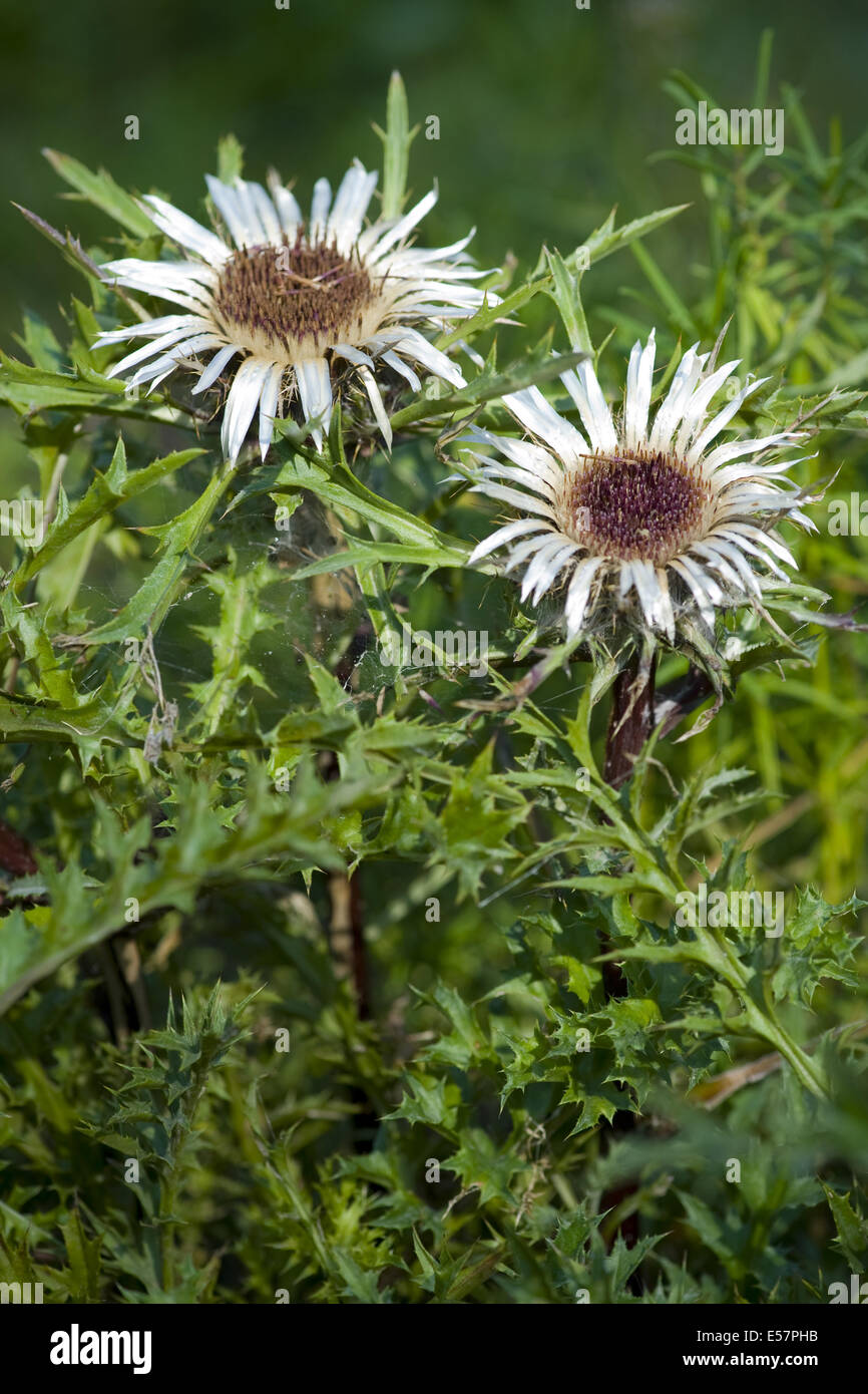 Silberdistel, Carlina acaulis Stockfoto