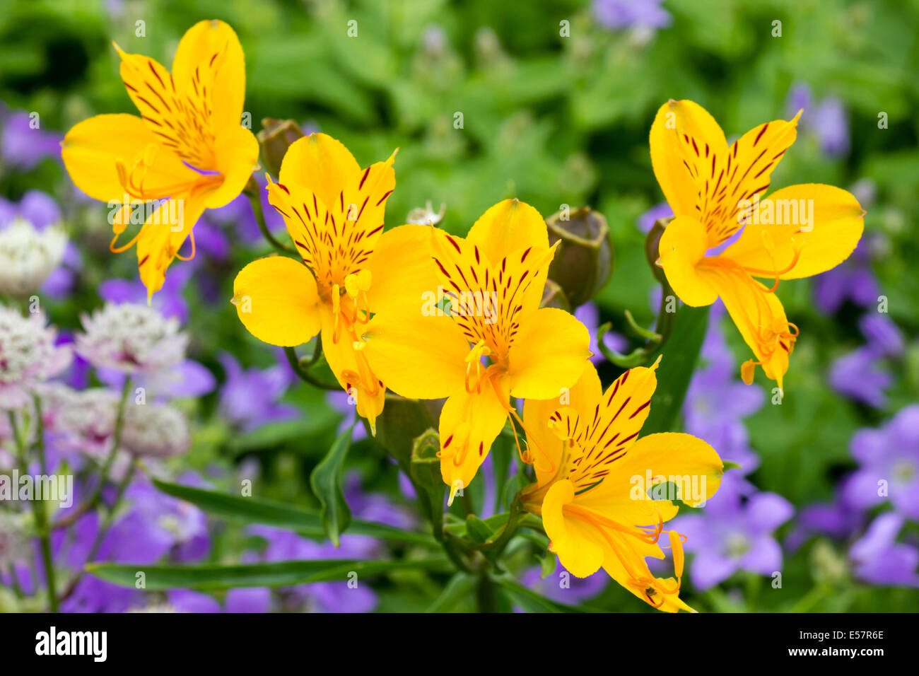 Blumen der gelbe Form der Blüte im Peruanischen Lily, Alstroemeria aurea Stockfoto