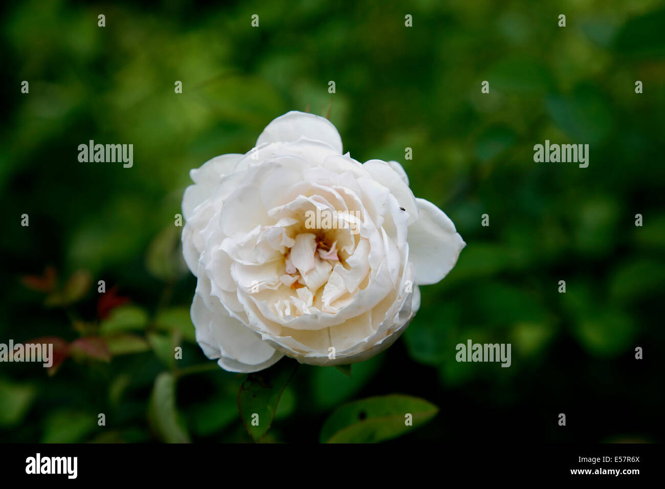 Gentle Hermione Rose öffnet um flachen Tassen reines rosa palling sanft nach außen zu bilden. Stockfoto