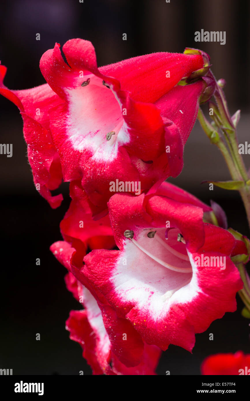 Große, weiße throated rote Blüten in Penstemon "Rubicundus" Stockfoto