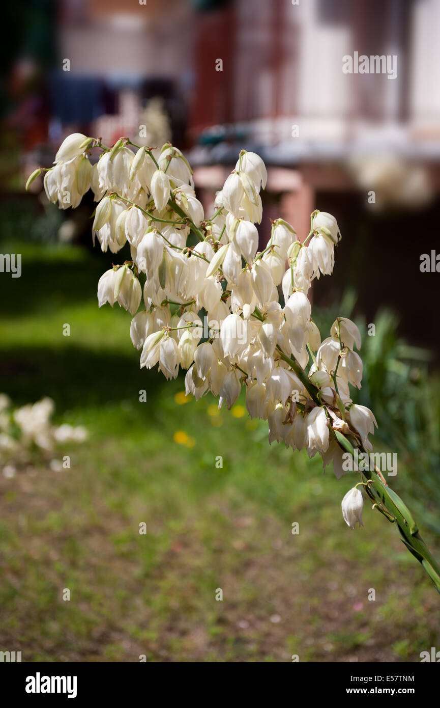 Yucca plant flower Fotos und Bildmaterial in hoher Auflösung Alamy