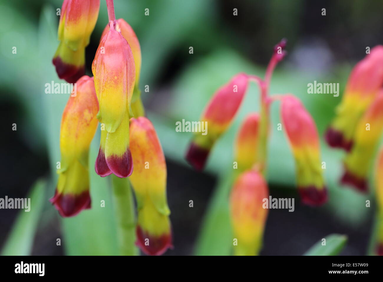 Lachenalia aloides quadricolor Fotos und Bildmaterial in hoher
