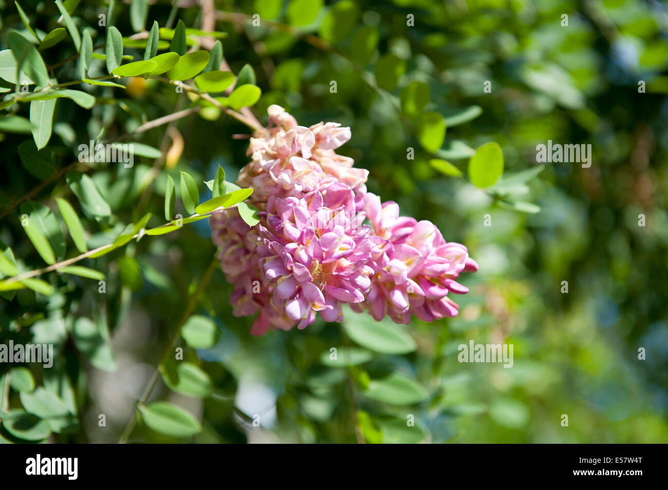 Robinia Viscosa rosa Blüten Stockfoto