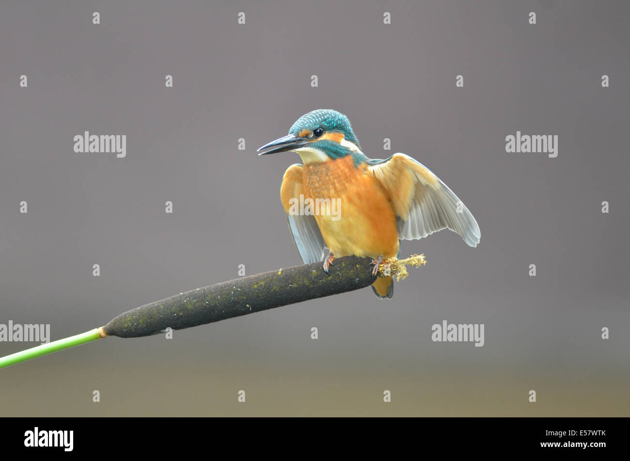 Eisvogel, wild, grauen Hintergrund Stockfoto