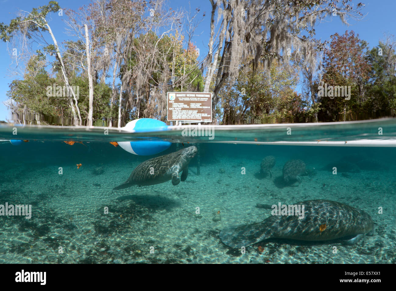 Vom Aussterben bedrohte Wildtiere - West-indische Seekühe im geschützten Lebensraum in Three Sisters Springs, Florida, USA Stockfoto