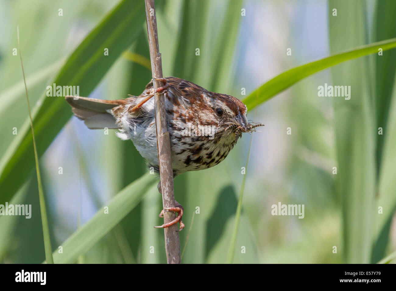 Singammer mit einem Schnabel voller Insekten um es zu füttern ist jung, nach der Rückkehr zum Nest. Stockfoto