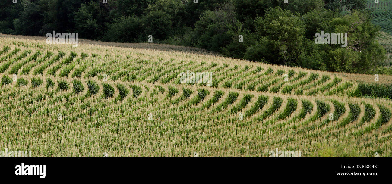 Dubuque, IOWA, USA. 20. Juli 2014. Nach Iowa Landwirtschaftsminister Bill Northey war Neunundfünfzig Prozent der Maisanbauflächen im Staat Edelstahlrohr, 11 Tage vor letztes Jahr und 2 Tage vor der fünf-Jahres-Durchschnitt. 77 Prozent der Maisernte berichtete in einem guten bis sehr guten Zustand. Blühende zeigte sich in 67 Prozent der Soja-Anbaufläche, mehr als das Doppelte der Prozent im vergangenen Jahr. © Kevin E. Schmidt/ZUMA Draht/Alamy Live-Nachrichten Stockfoto