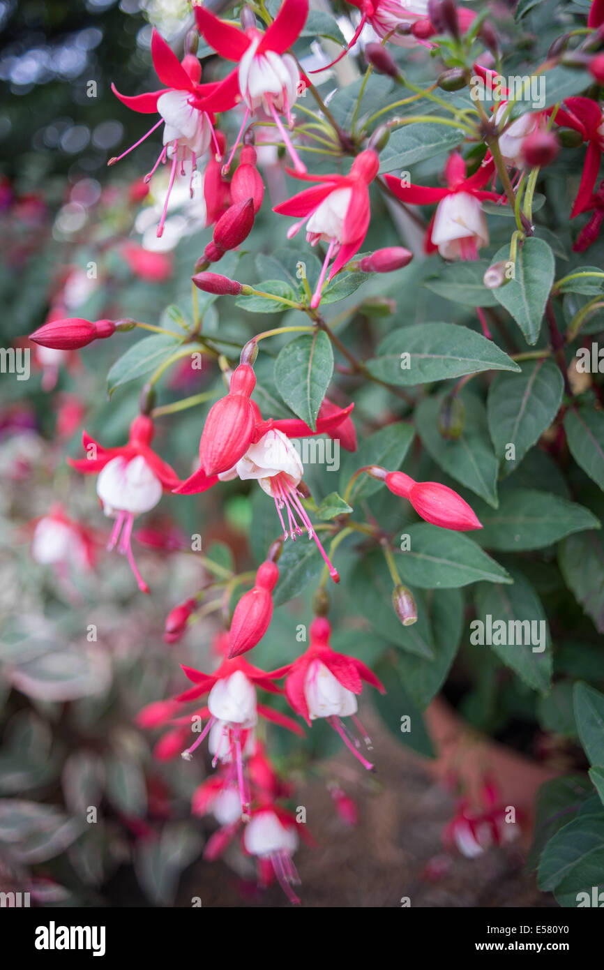 Rote und weiße Blüten Fuchsia Hybrida hautnah Stockfoto