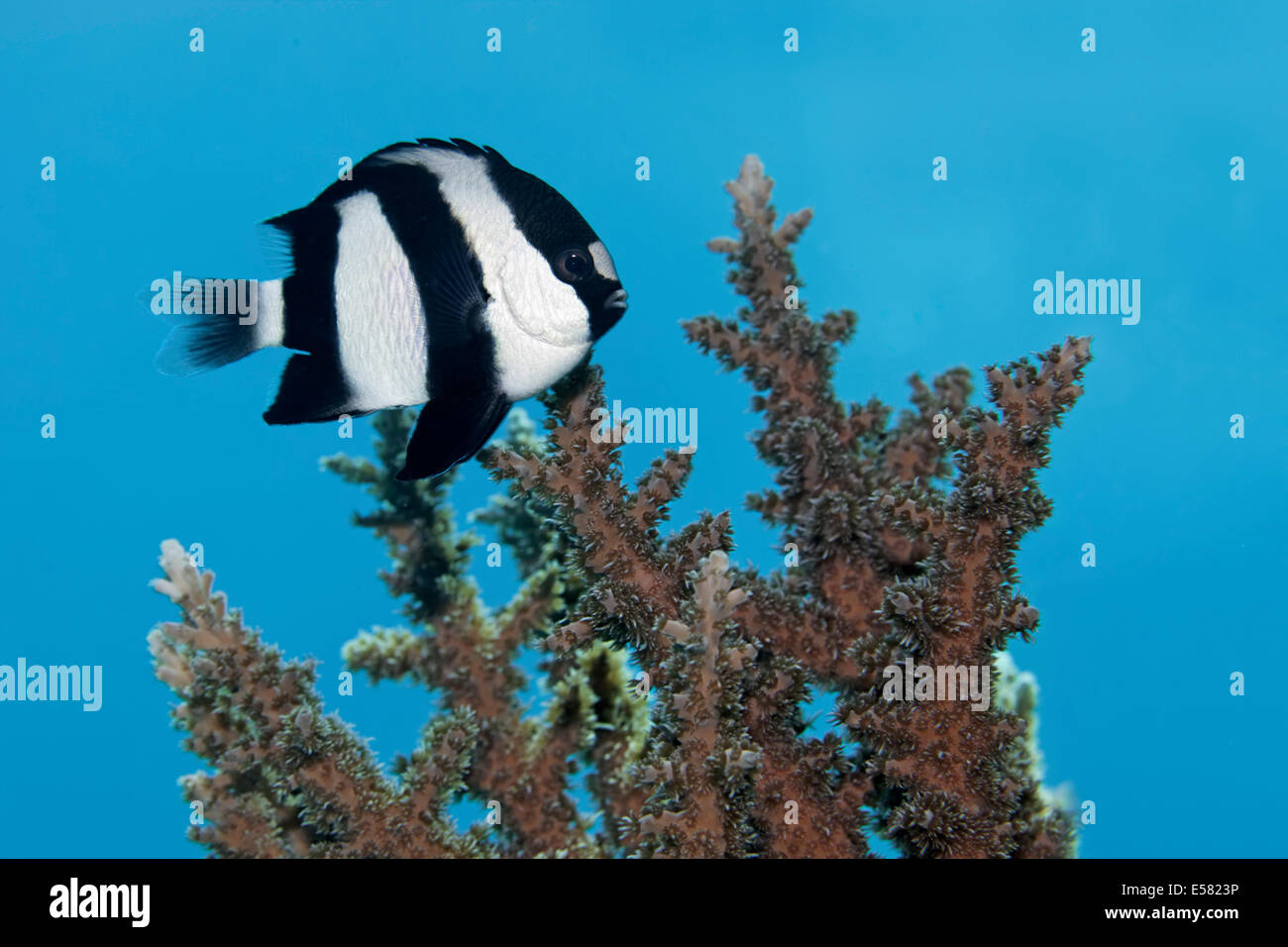 Whitetail Dascyllus (Dascyllus Aruanus), Rotes Meer, Ägypten Stockfoto
