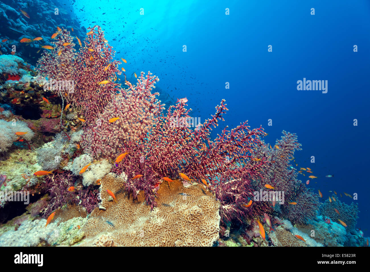 Kirschblüte Koralle (Siphonogorgia Godeffroyi) mit offenen und geschlossenen Polypen, Rotes Meer, Ägypten Stockfoto