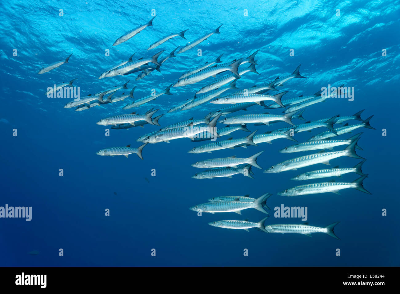 Schule, Blackfin Barracudas (größten Qenie), Rotes Meer, Ägypten Stockfoto