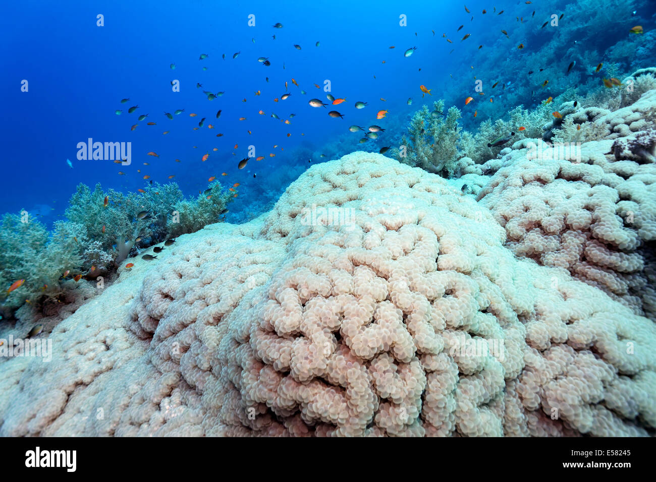 Große Traube Koralle (Plerogyra Sinuosa) auf steilen Drop, Insel Zarbagad, Ägypten, Rotes Meer Stockfoto