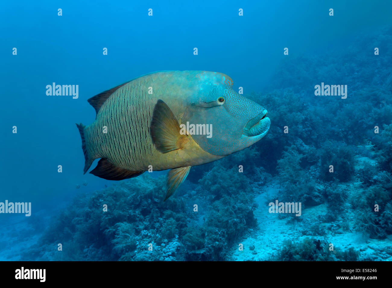 Beginn-Lippfisch (Cheilinus Undulatus) über Coral Reef, Insel Zarbagad, Ägypten, Rotes Meer Stockfoto