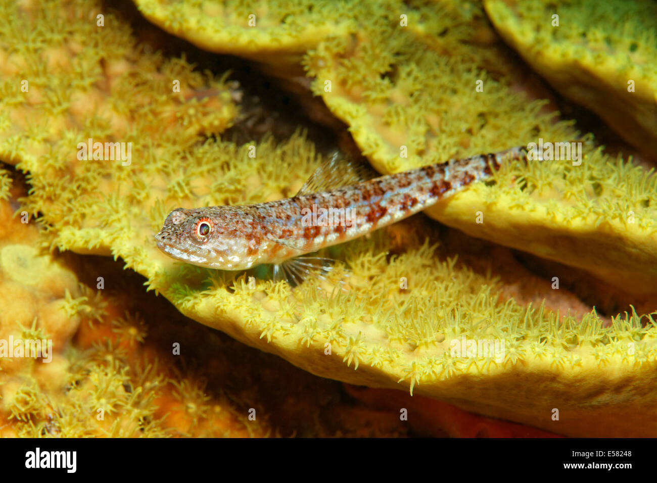 Bunte Eidechsenfisch (Synodus Variegatus) auf Salat Korallen (Turbinaria Reniformis), gelb, Rotes Meer, Ägypten Stockfoto
