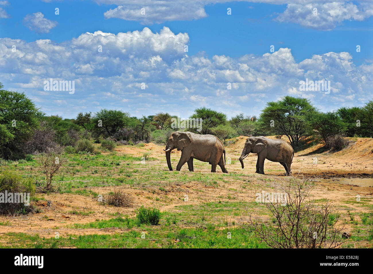 Afrikanische Elefanten (Loxodonta Africana), Savannah, Erindi Game Reserve, Namibia Stockfoto