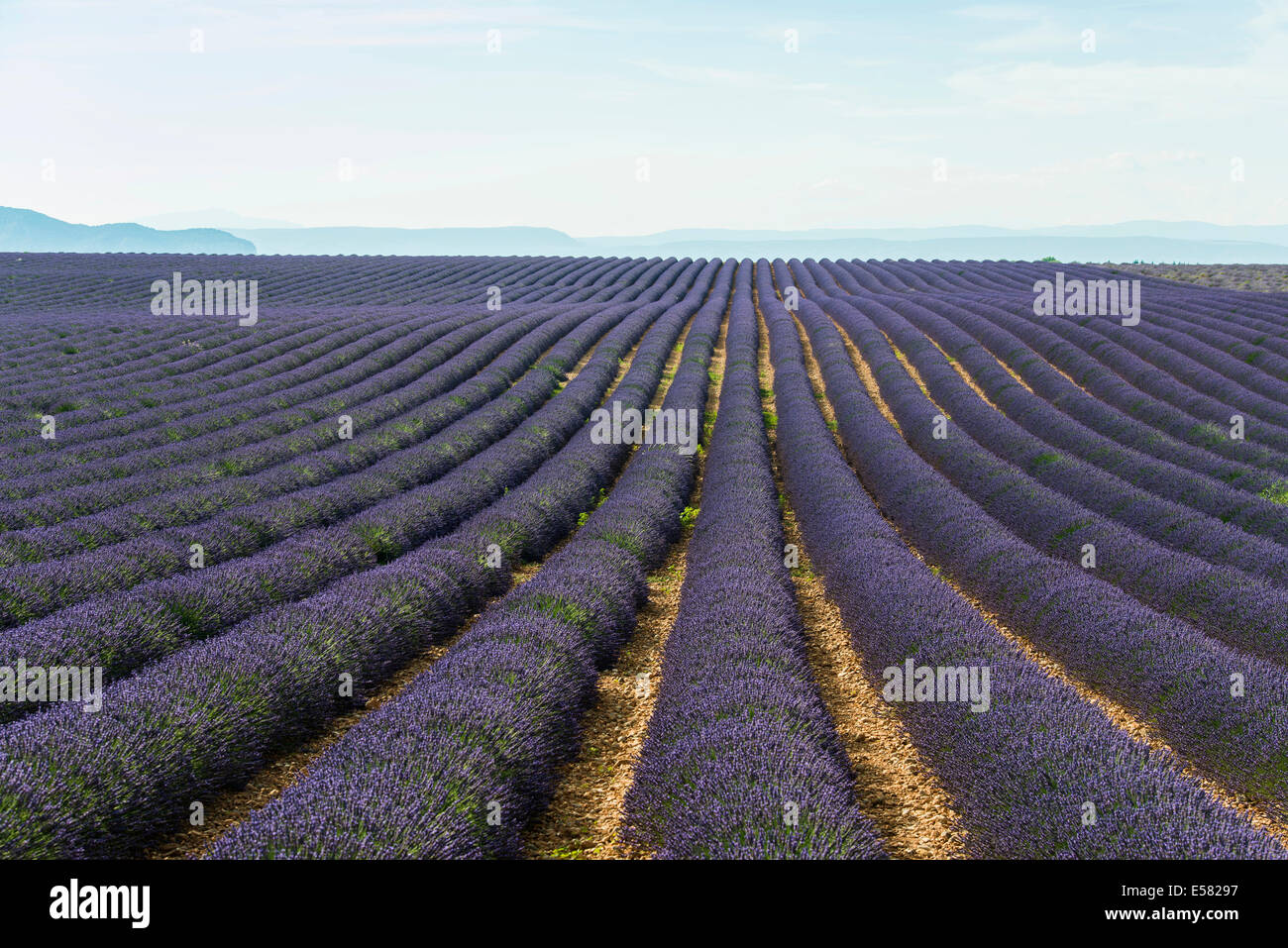 Lavendel-Feld in Valensole, Plateau de Valensole, Departement Alpes-de-Haute-Provence, Provence, Frankreich Stockfoto