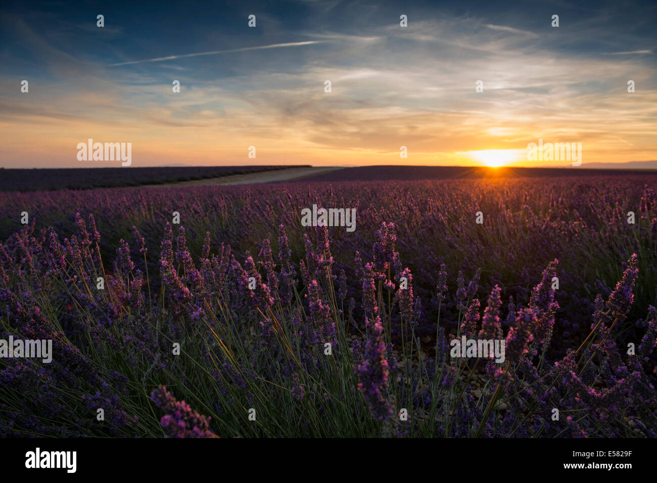 Lavendel Feld im Abendlicht, Plateau de Valensole in Valensole, Provence, Provence-Alpes-Côte d ' &#39; Azur, Frankreich Stockfoto