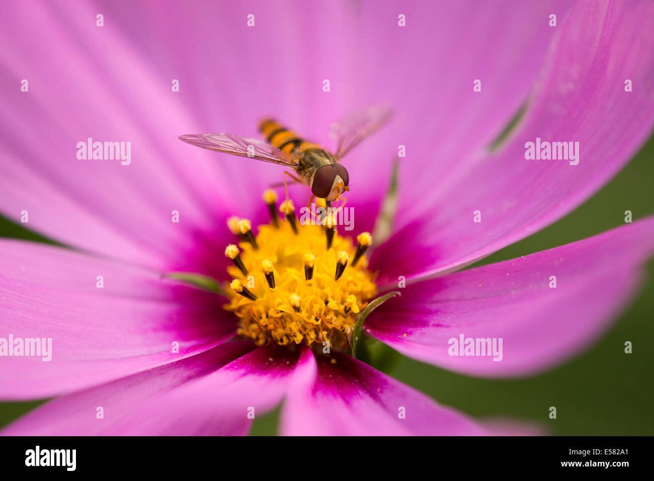 Hoverfly (Syrphidae) thront auf der Blume einen Sonnenhut (Echinacea spp.), Niedersachsen, Deutschland Stockfoto