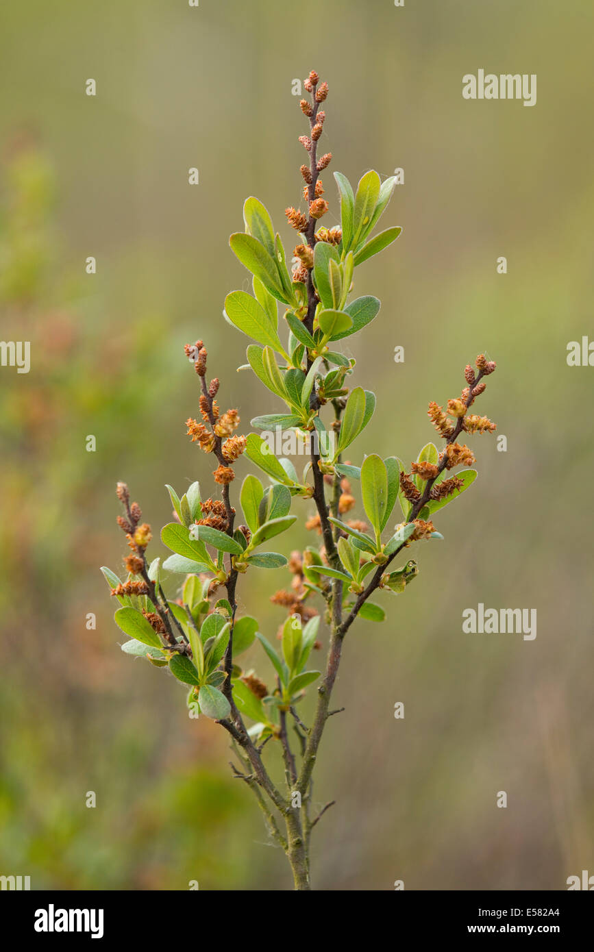 Moor, Myrte oder Sweet Gale (Myrica Gale), Niedersachsen, Deutschland Stockfoto