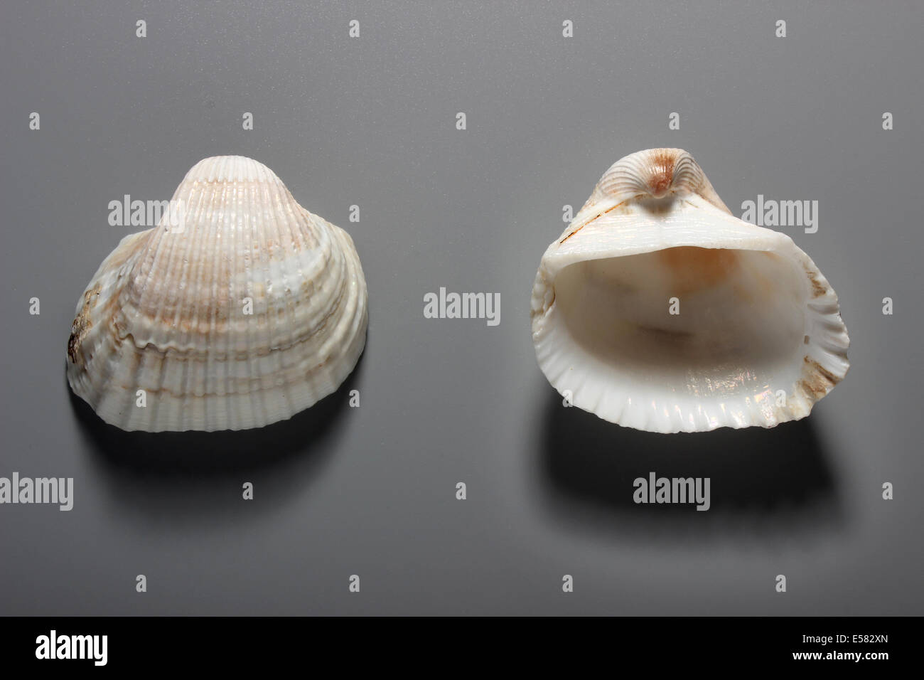 Indische weißen quer Arche Cockle Shell Stockfoto