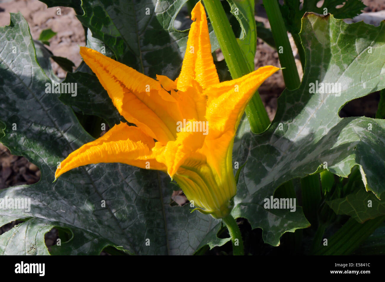 Gelbe Zucchini (Zucchini) Blume Nahaufnahme.  Auch bekannt als Sommerkürbis Stockfoto