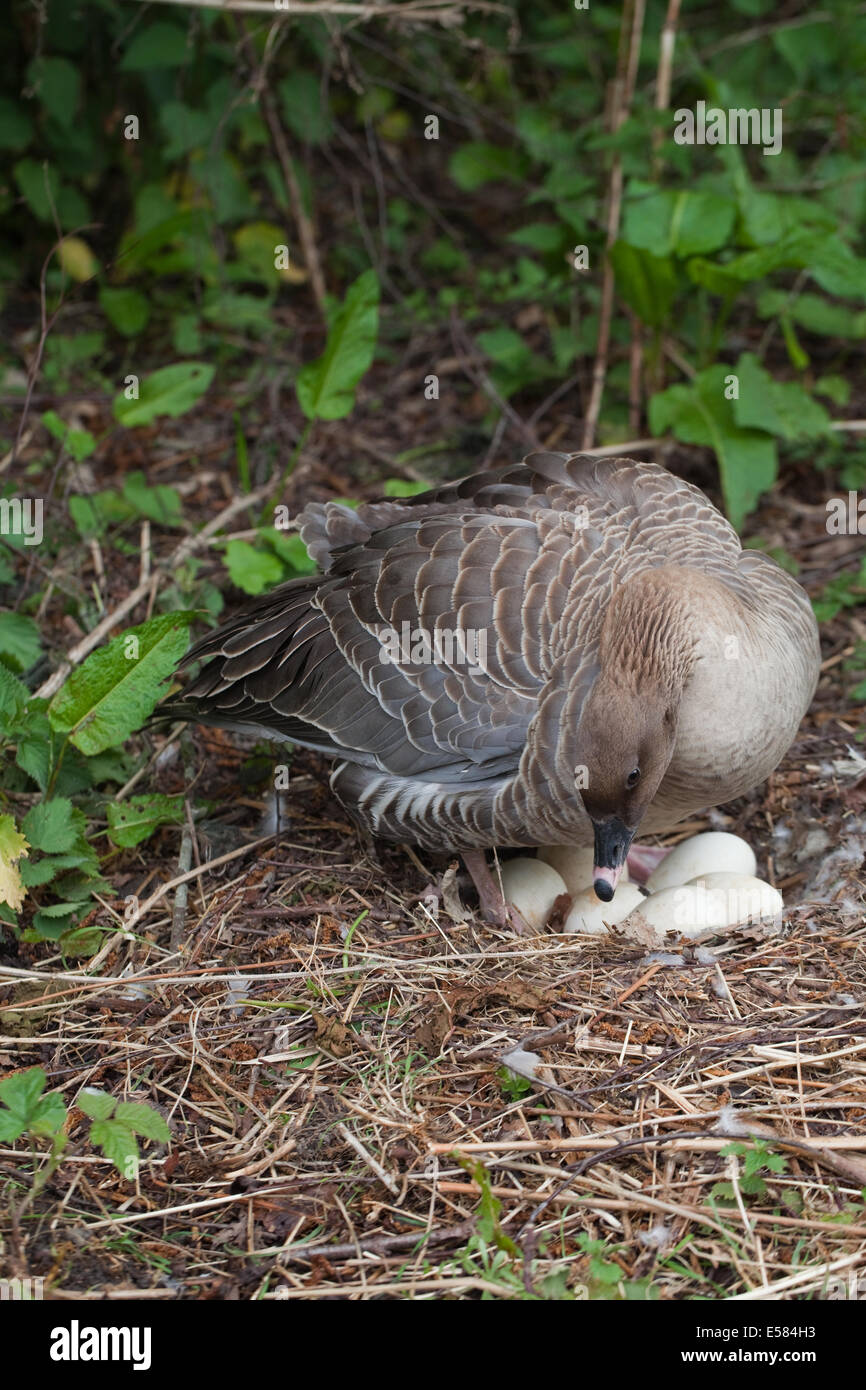 Pink-footed Goose (Anser Brachyrhynchus). Weibchen sind gerade um die Eier auszubrüten. Drehen die Eiern mit der Rechnung. Stockfoto